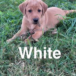 (White) Chocolate - Yellow male Labrador Retriever puppy in Brantwood, Wisconsin from Ritchie Road Labradors
