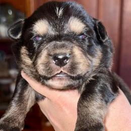 Gunner - Black tri male Miniature Australian Shepherd puppy in Patterson, North Carolina from DreamLine Aussies