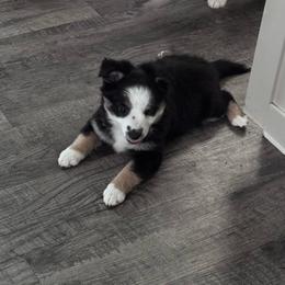Diamond - Black tri female Miniature Australian Shepherd puppy in Town 'N' Country, Florida from House of Miniature Aussies