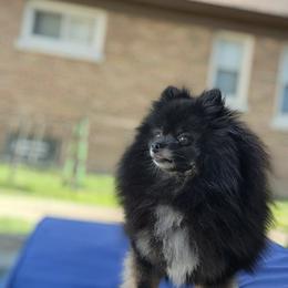Lace - Pomeranian