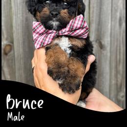 Bruce - Phantom male Goldendoodle puppy in Angier, North Carolina from A Breed Above Kennels