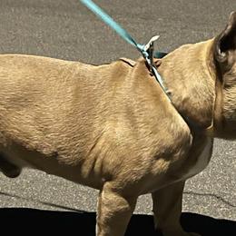 French Bulldogs from SoCal Dogz