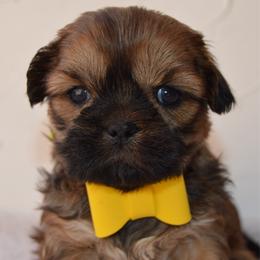 Curly - Brindle male Shih Tzu puppy in San Tan Valley, Arizona from My Puppy Tzu