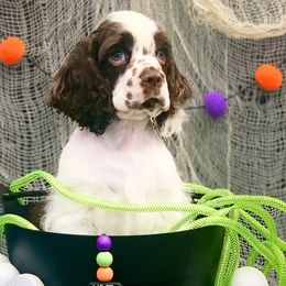 Olaf - Brown and white Cocker Spaniel puppy in Delphi, Indiana from Benchmark Cockers