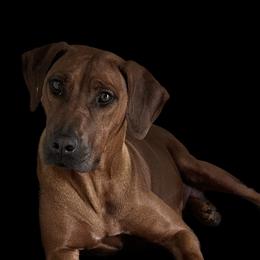 Tarore - Rhodesian Ridgeback
