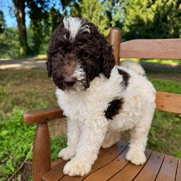 Graham - Parti male Labradoodle puppy in Candler, North Carolina from Maple Bakin’ Doodles