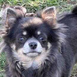 Blu - Chihuahua