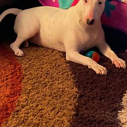 Bull Terrier All Grown Up from Wilkins farms