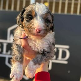 Juliet - Merle female Bernedoodle puppy in Bellevue, Iowa from Blended Acres & Kennels