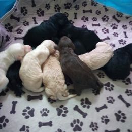 Goldendoodle and Poodle Puppies from Cristin's Poodles