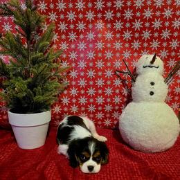Marley - Tri-color male Cavalier King Charles Spaniel puppy in Pennsylvania from Julie's Cavalier King Charles Spaniels