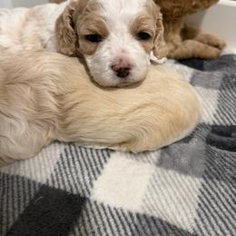 Dax - Buff and white male Cockapoo puppy in Paradise, Texas from 4W’s F2 Cockapoos