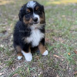Onyx - Pink Collar - Black tri female Miniature Australian Shepherd puppy in Lacombe, Louisiana from Indigo River Toy & Mini Aussies