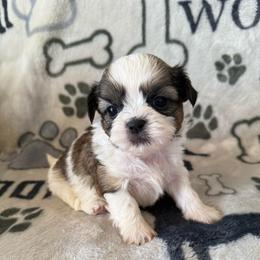 Milo AKC Champion Bloodline - Tricolor male Shih Tzu puppy in Long Beach, California from Shih Zu’s of Long Beach