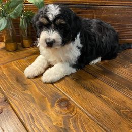 Aussiedoodle puppies from Darling Doodles of Texas
