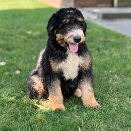 Bernedoodles and Poodles from Cumberland Companions