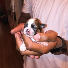 Girl 1 - Gold and white female Shih Tzu puppy in Memphis, Tennessee from Lady Class Kennel