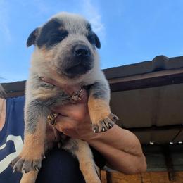 Boy 2 - Blue speckled male Australian Cattle Dog puppy in Choctaw, Oklahoma from Karen Elliott