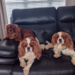 Cavalier King Charles Spaniel All Grown Up from Dawn Miner's Cavalier King Charles Spaniels