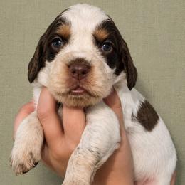 Charming - Liver white and roan male English Springer Spaniel puppy in Fort White, Florida from Thunderbird Springers