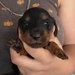 Black tan boy - Black and tan male Dachshund puppy in Lady Lake, Florida from Shotzie Doxie Co.