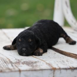 Pebbles - Black male Whoodle puppy in West Bend, Iowa from Blue Skies Terriers