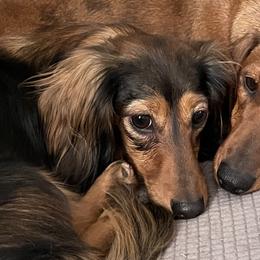 Lily - Dachshund
