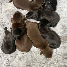 Girl 1 - Black female Labrador Retriever puppy in Jacksboro, Texas from J and D Retrievers
