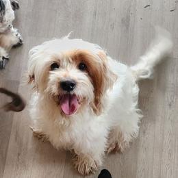 Goldie - Cockapoo