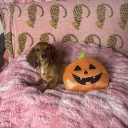 Sandy - Dapple female Dachshund puppy in Lake City, Florida from My Ditzy Doxies of Florida