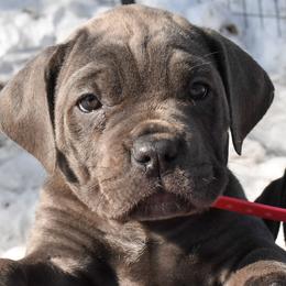 Pink - Gray female Cane Corso puppy in Sault Ste Marie, Michigan from Willow Creek Cane Corsos