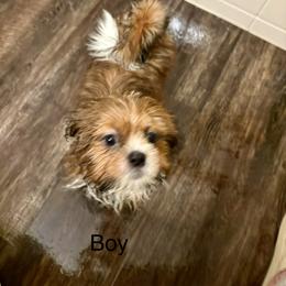 Girl 1 - Red and tan female Shih Tzu puppy in Temple, Pennsylvania from Kathy Diego's Shih Tzus