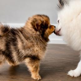 Opalite - Ready Now - Chocolate merle female Pomeranian puppy in New Lenox, Illinois from Illinois Poms