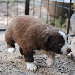 Australian Shepherd Puppies from Stephanie Young's Australian Shepherds