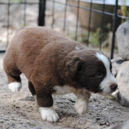 Australian Shepherd Puppies from Stephanie Young's Australian Shepherds