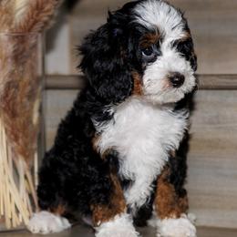 Rupert - Tri-color male Bernedoodle puppy in Gilbert, Arizona from Safe Havynn Doodles