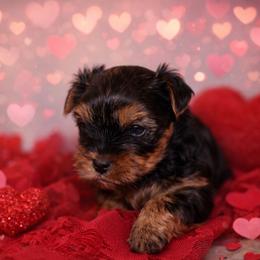 Boy 1 - Black and tan male Yorkshire Terrier puppy in Carmichael, California from Mckeever's Yorkies