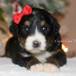 Cindy Lou Who - Tri-color female Bernedoodle puppy in Lowry City, Missouri from Cooper Creek Puppies