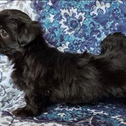 Majesty - Black male Shih Tzu puppy in Austin, Texas from Shih Tzu’s  ‘N’ Love