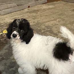 Milo - Parti male Poodle puppy in Cabool, Missouri from Rafter B Farms