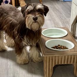 Susan - Miniature Schnauzer