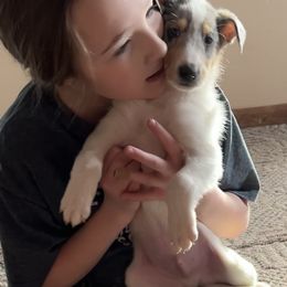 Collie Puppies from Lakeside Collies