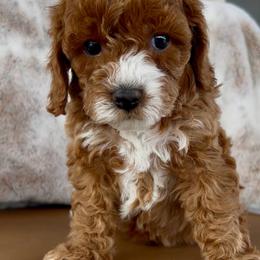 Benny - Red male Cavapoo puppy in Utah County, Utah from Cascade Springs Doodles
