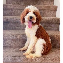 Luca - Goldendoodle