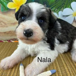 Nala - Parti female Miniature Schnauzer puppy in Sylvania, Georgia from Southern Sky Miniature Schnauzers