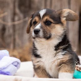 American Corgis from KC’s Corgis