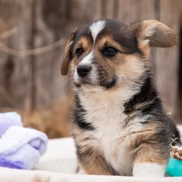 American Corgis from KC’s Corgis