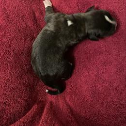 Loretta Lynn - Brindle female Boxer puppy in Willard, North Carolina from Boone’s Boxers of North Carolina