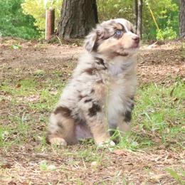 Firefly - Red merle male Australian Shepherd puppy in Macon, Georgia from Shaina’s Shepherds