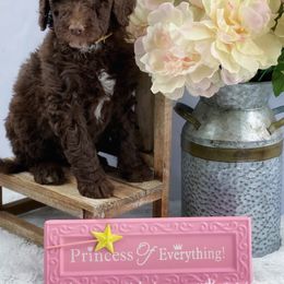 Aussiedoodle and Australian Shepherd Puppies from Dunroamin Farms Australian Shepherds and Aussiedoodles